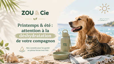 Printemps & été : attention à la déshydratation de votre compagnon
