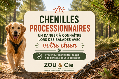 🐶⚠️ Chenilles processionnaires : un danger à connaître lors des balades avec votre chien