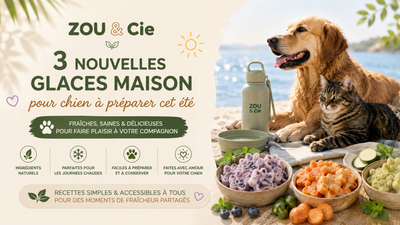 🍦 3 nouvelles glaces maison pour chien à préparer cet été